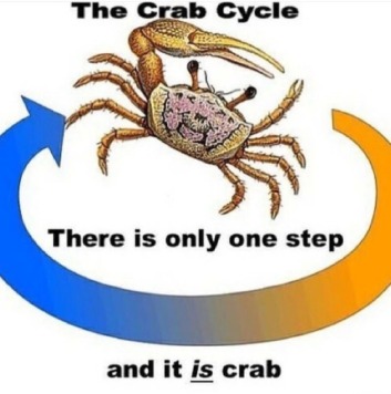 crab1.tumblr_oorfoaGCT71w44kdio1_500